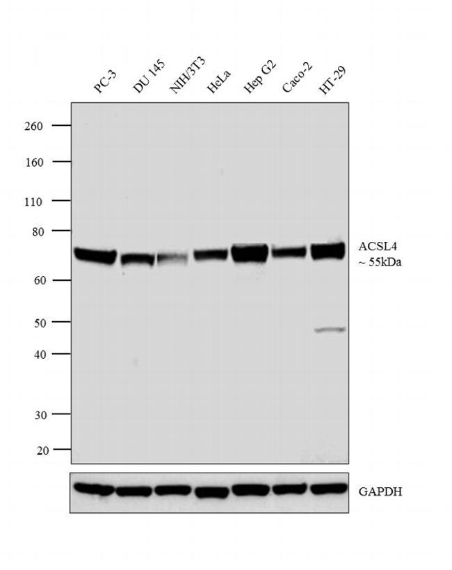 ACSL4 Antibody in Western Blot (WB)