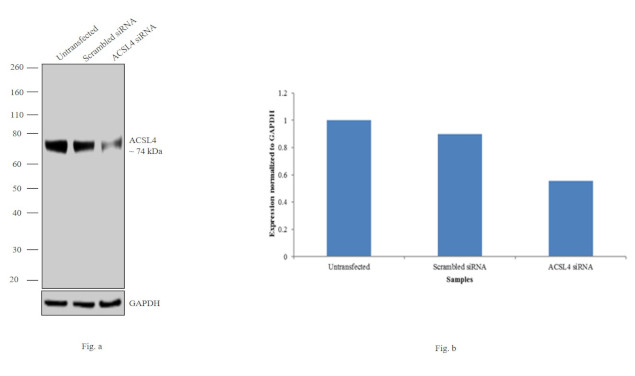 ACSL4 Antibody