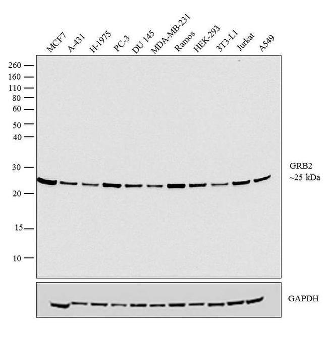 GRB2 Antibody in Western Blot (WB)