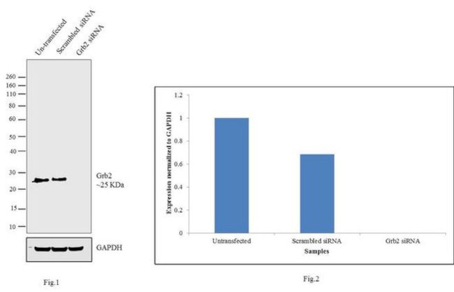 GRB2 Antibody