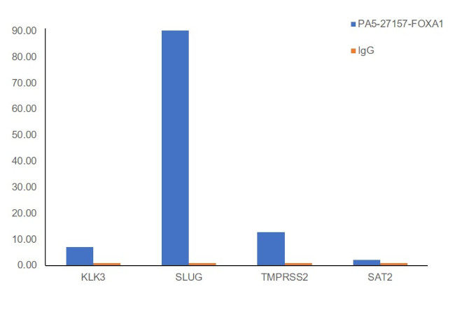 FOXA1 Antibody in ChIP Assay (ChIP)