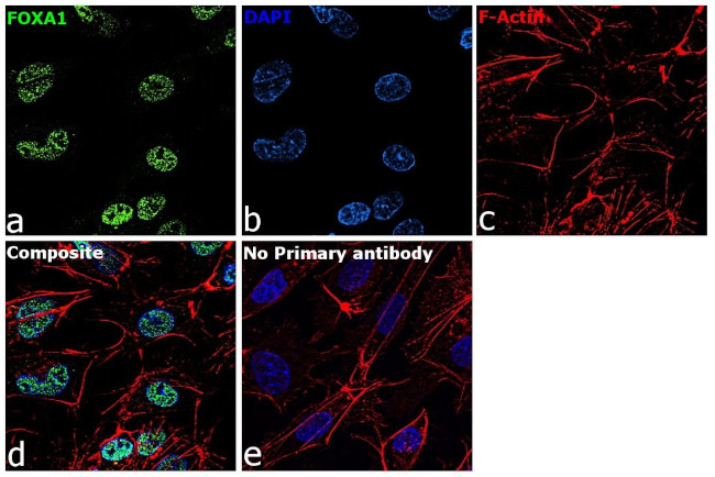 FOXA1 Antibody in Immunocytochemistry (ICC/IF)