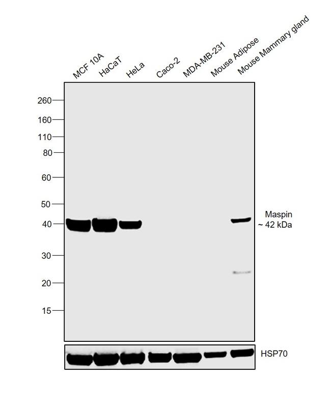 Maspin Antibody in Western Blot (WB)