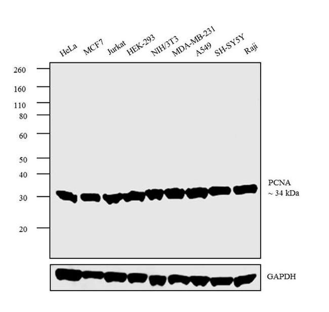 PCNA Antibody in Western Blot (WB)