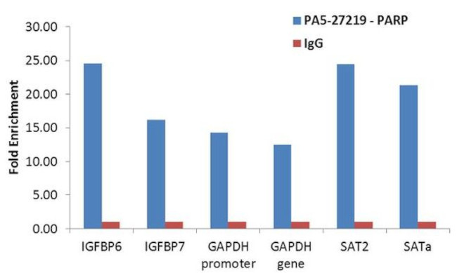 PARP1 Antibody in ChIP Assay (ChIP)