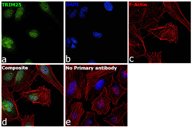 TRIM25 Antibody in Immunocytochemistry (ICC/IF)