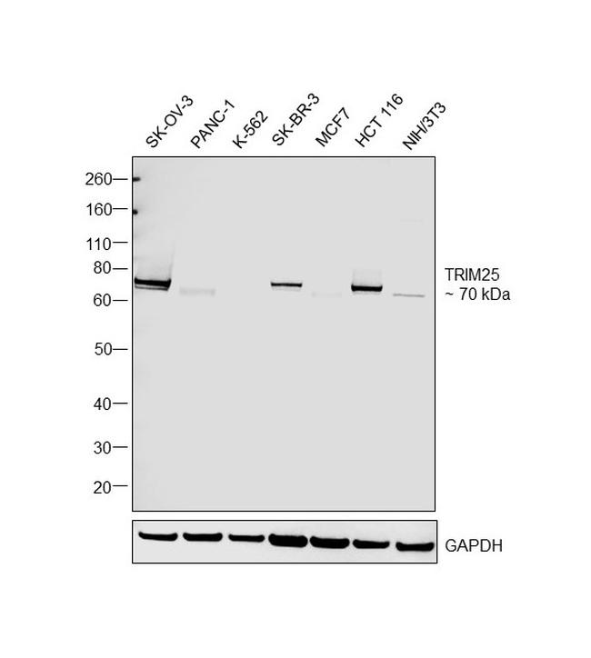 TRIM25 Antibody in Western Blot (WB)