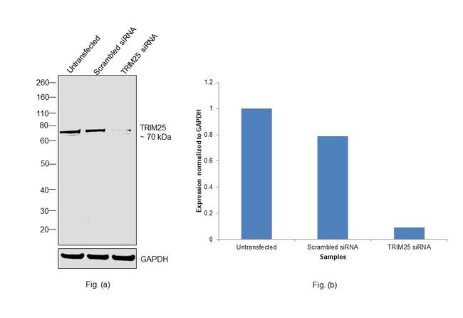 TRIM25 Antibody in Western Blot (WB)