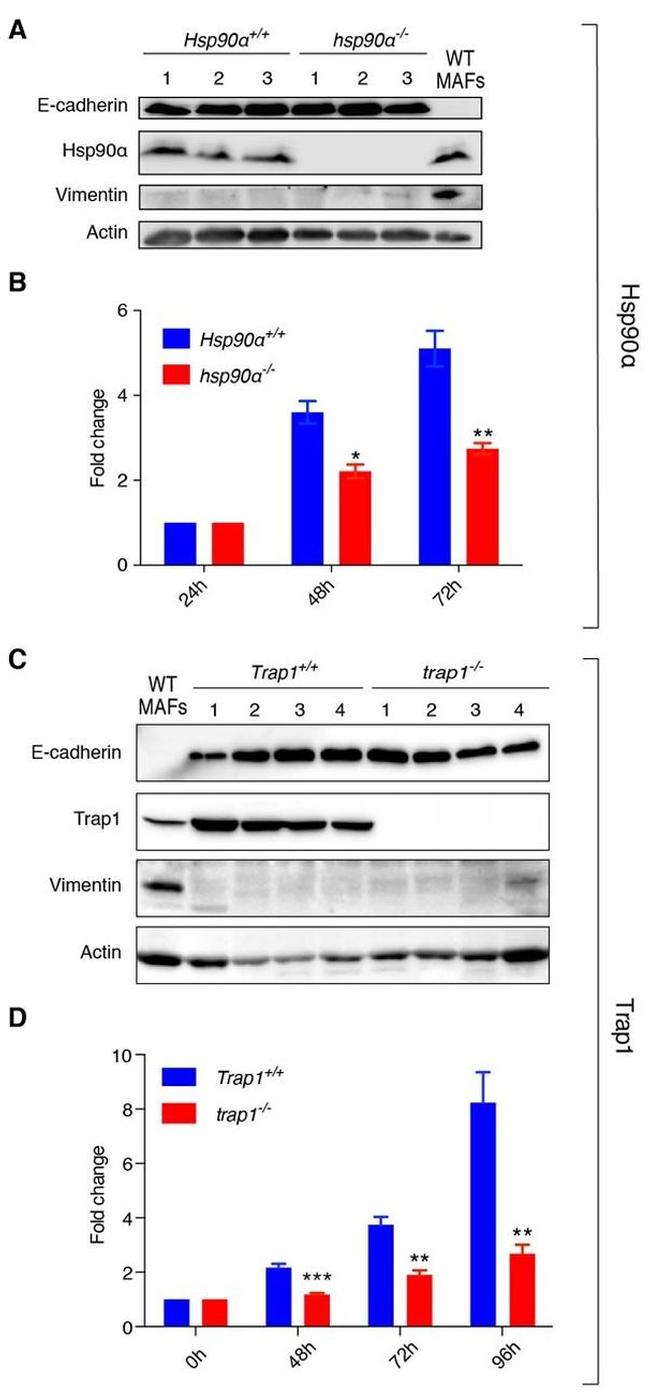 Vimentin Antibody in Western Blot (WB)