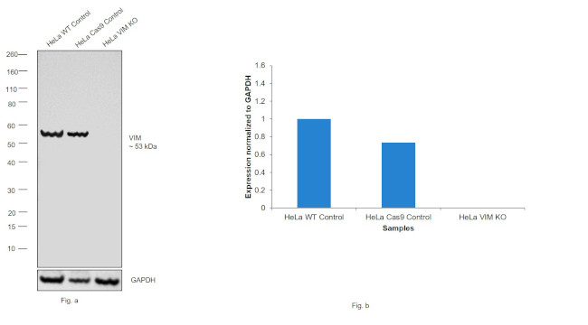 Vimentin Antibody