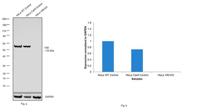 Vimentin Antibody in Western Blot (WB)