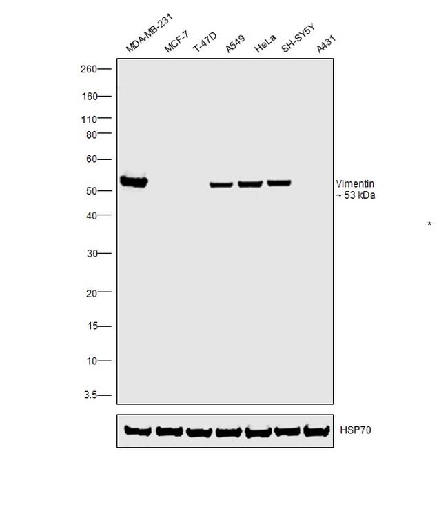 Vimentin Antibody in Western Blot (WB)