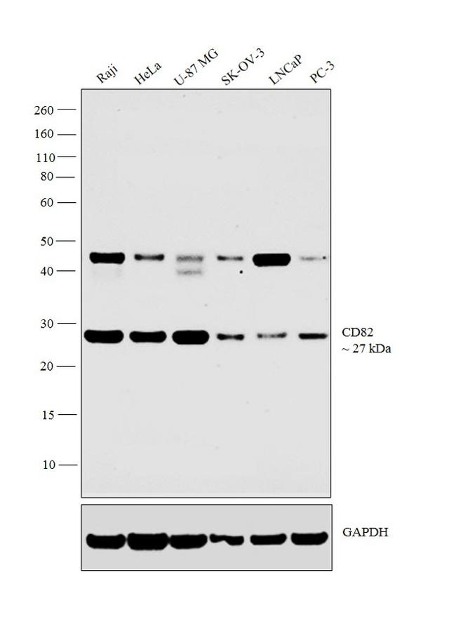 CD82 Antibody in Western Blot (WB)