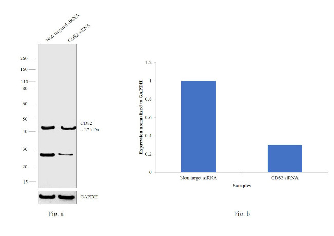 CD82 Antibody