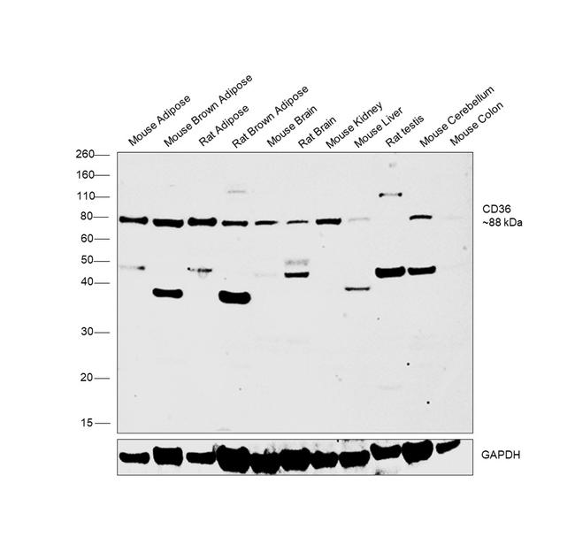 CD36 Antibody in Western Blot (WB)