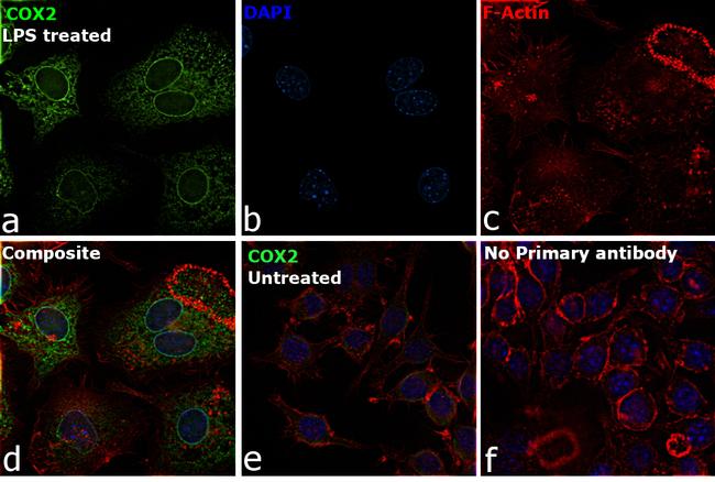 COX2 Antibody