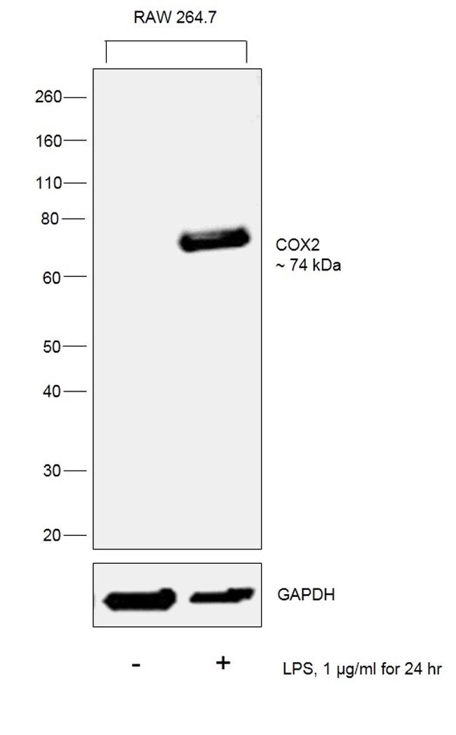 COX2 Antibody in Western Blot (WB)