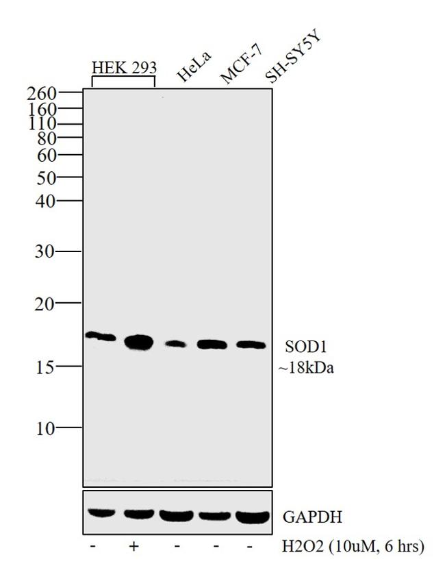 SOD1 Antibody