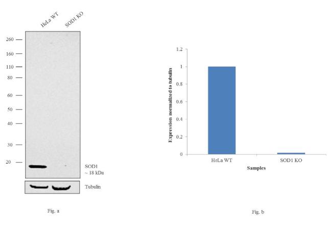 SOD1 Antibody in Western Blot (WB)