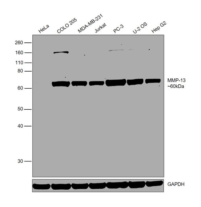 MMP13 Antibody in Western Blot (WB)