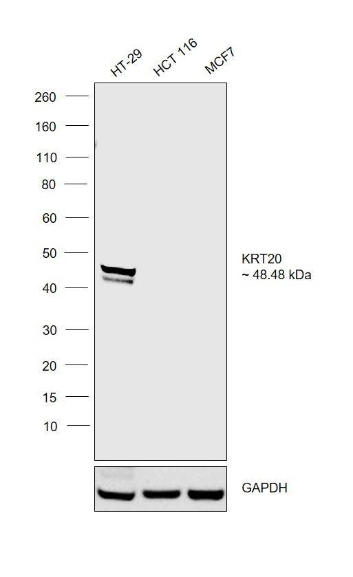 Cytokeratin 20 Antibody