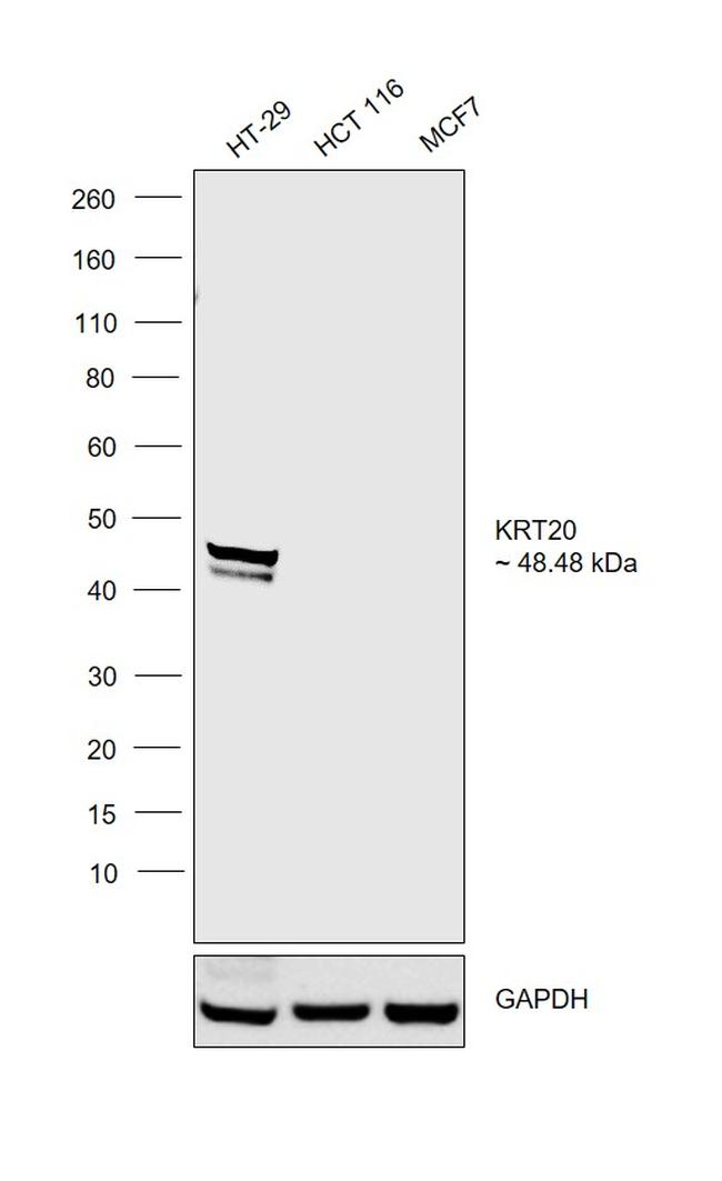 Cytokeratin 20 Antibody in Western Blot (WB)