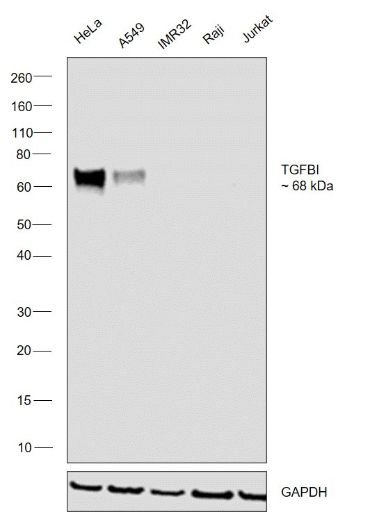 TGFBI Antibody