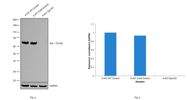 Syk Antibody in Western Blot (WB)