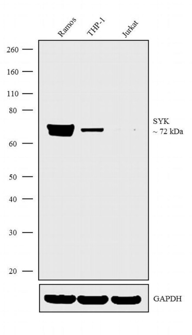 Syk Antibody