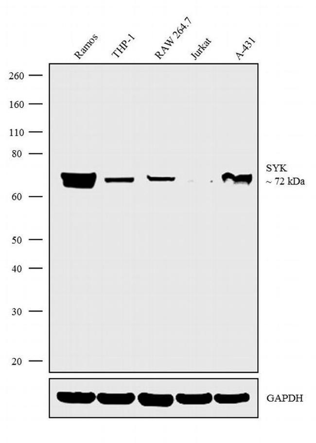 Syk Antibody in Western Blot (WB)