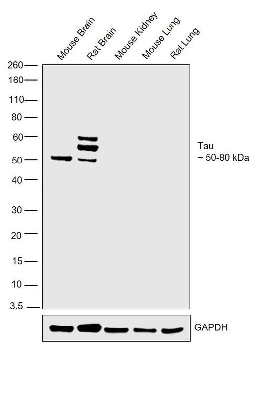 Tau Antibody