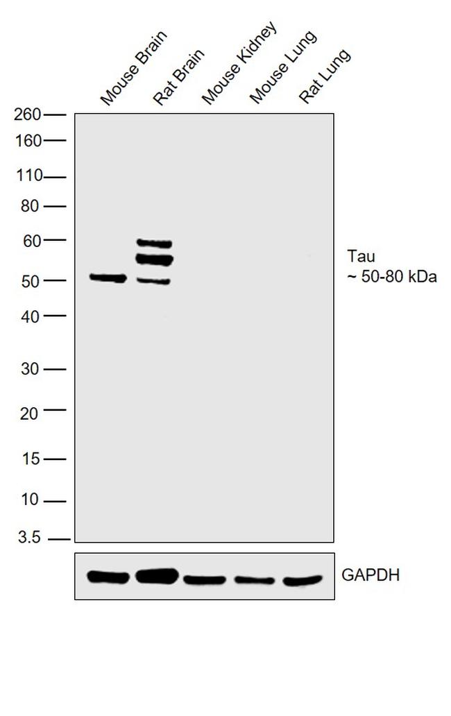 Tau Antibody in Western Blot (WB)