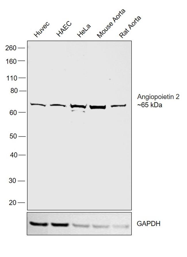 Angiopoietin 2 Antibody in Western Blot (WB)