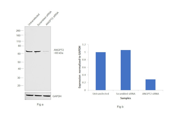 Angiopoietin 2 Antibody