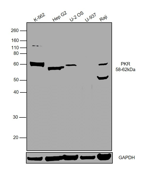 PKLR Antibody