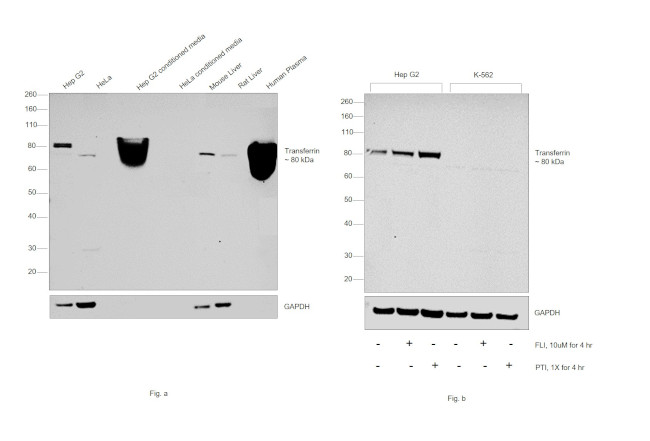 Transferrin Antibody