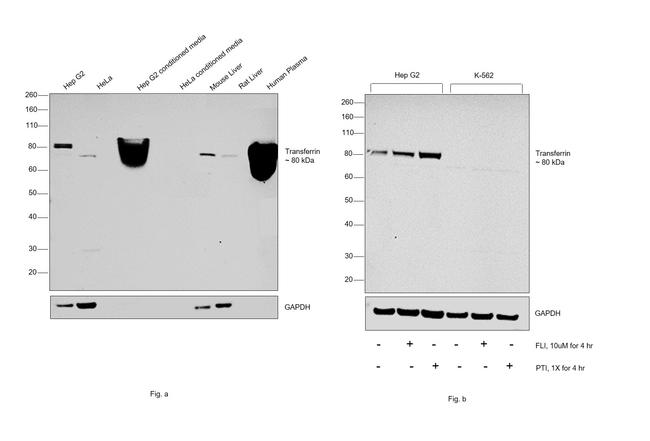 Transferrin Antibody in Western Blot (WB)