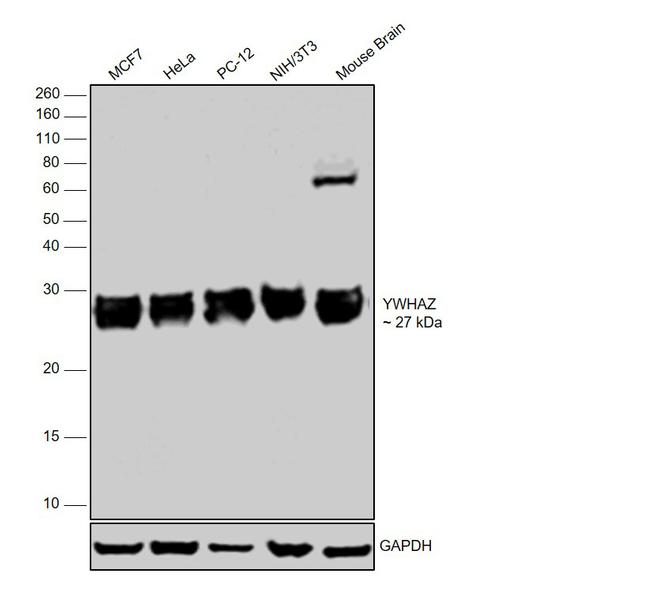 14-3-3 zeta Antibody in Western Blot (WB)