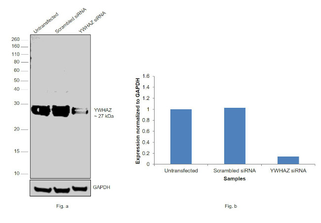 14-3-3 zeta Antibody