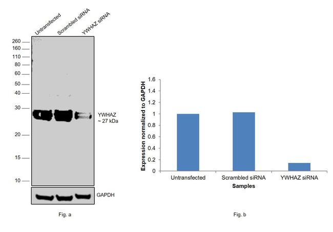 14-3-3 zeta Antibody in Western Blot (WB)