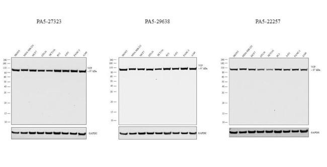 VCP Antibody