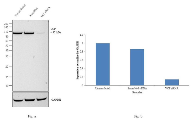 VCP Antibody