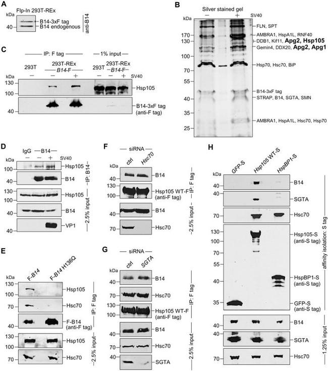 HSC70 Antibody in Western Blot (WB)