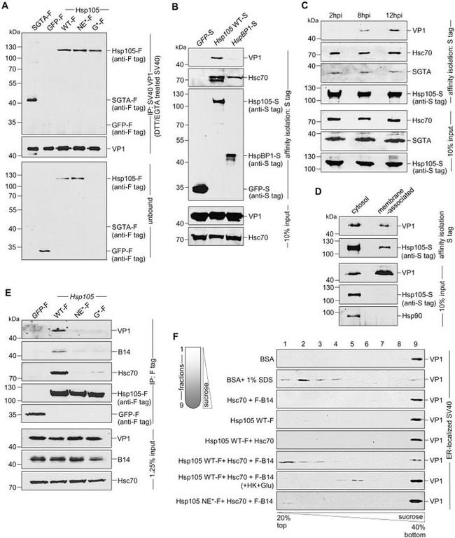 HSC70 Antibody in Western Blot (WB)