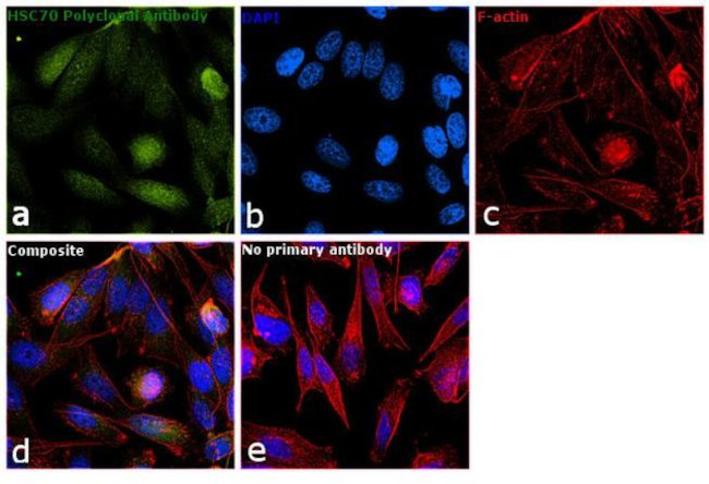 HSC70 Antibody in Immunocytochemistry (ICC/IF)