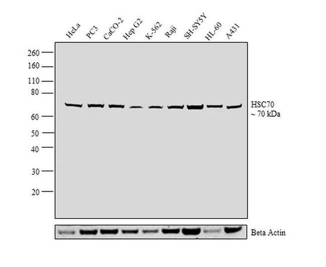 HSC70 Antibody in Western Blot (WB)