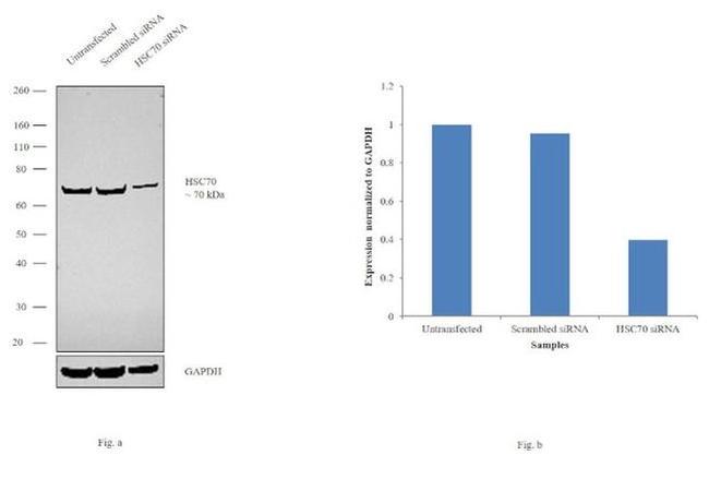 HSC70 Antibody in Western Blot (WB)