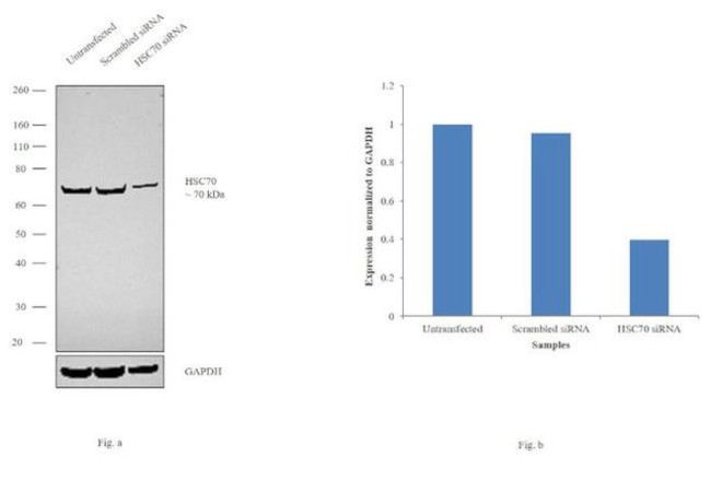 HSC70 Antibody