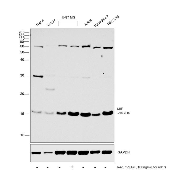 MIF Antibody in Western Blot (WB)