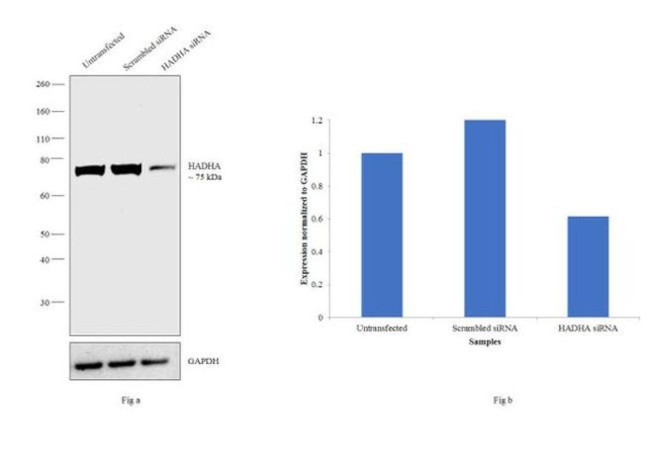 HADHA Antibody